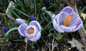 Crocuses showing off their wide petals in bright white and purple.