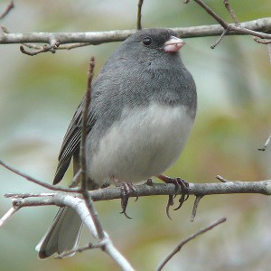 Dark-eyed junco or slate-colored junco, female. 