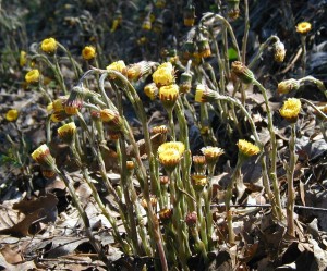 Coltsfoot flowers close up and droop their heads overnight, then raise them in the sunshine of the following day.