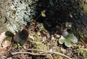 Three hepatica plants past blooming. The flower stalks can be seen with their three maroon sepals.