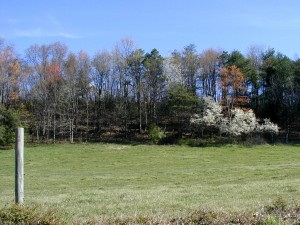 Flowering serviceberry tree at the edge of a field.