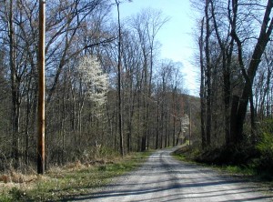 Flowering serviceberry trees along a Pennsylvania country road.