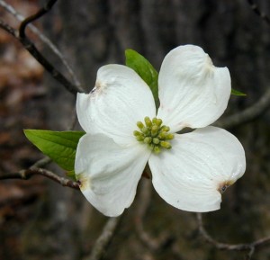 White dogwood flower closeup.