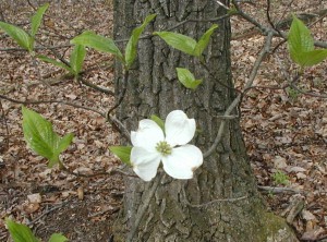 Dogwood flower with paired leaves in the background.