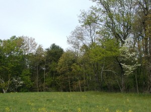 Two dogwood trees bloom among the hardwood trees developing their leaves.