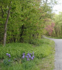 Bearded Blue Iris flowers beside a mountain road.