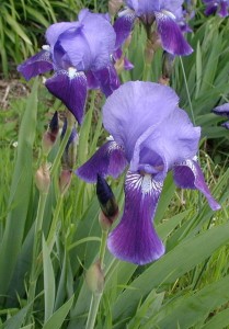 Side view of the bearded blue iris. Note the rounded flower stalk and flower buds yet to open.