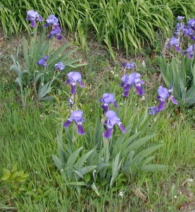 Flower stalks emerge from a clump of sword like leaves in the blue iris.