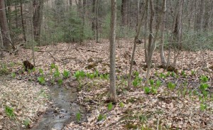 Skunk cabbage leaves appearing at the creek.