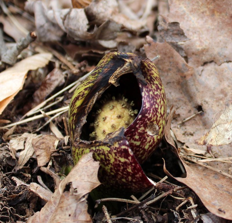 Tiny Flowers on Round Spadix Inside Mottled Hood of Eastern Skunk Cabbage