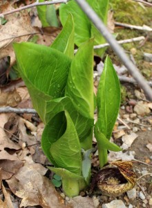 The leaves and colorful hood of skunk cabbage.