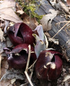 Purple or maroon hoods of skunk cabbage.