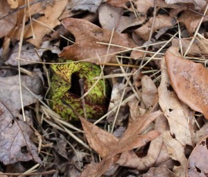 Yellow-green and maroon hood of skunk cabbage.