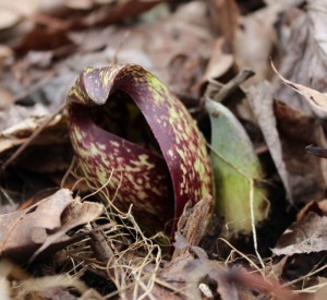 Maroon-streaked yellow hood of skunk cabbage.