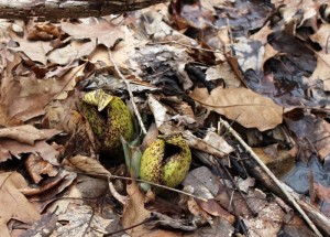 Yellow hood of skunk cabbage with maroon blotches.