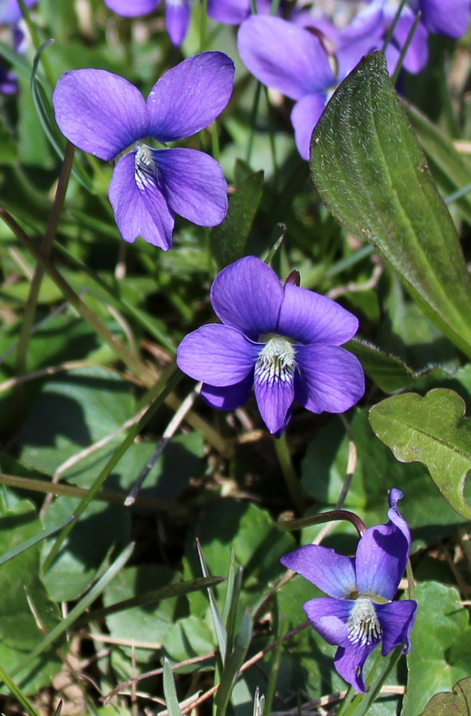 Common blue violet in the lawn.