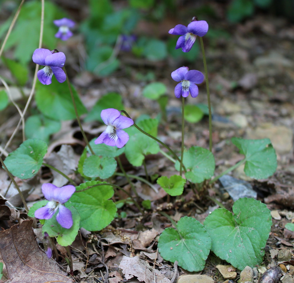 Common blue violet with heart-shaped leaves.