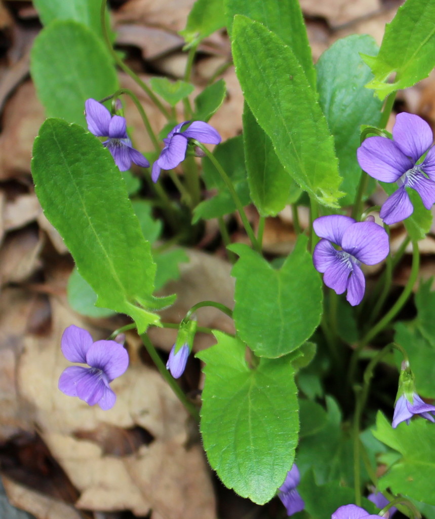 Elongated downy northern violet leaves.