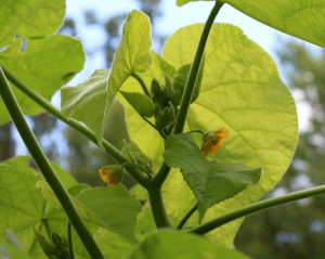 Simple flowers are borne in the leaf axils of velvet leaf.