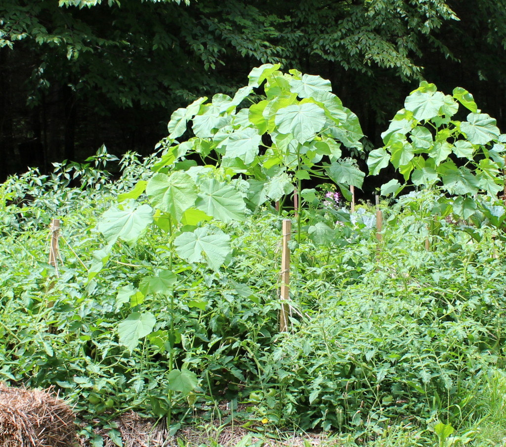 Ten-foot tall velvet leaf.