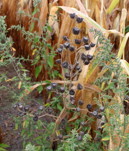 velvet leaf weed