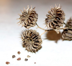 seeds inside pods