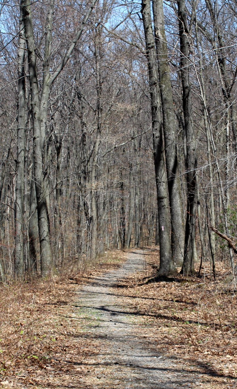 Another section of the Pond Loop Trail