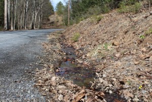 Coltsfoot Grows by Mountain Stream