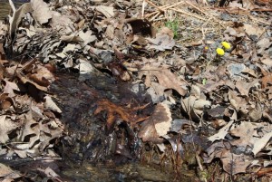 Coltsfoot Mountain Water
