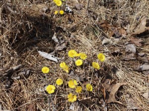 Coltsfoot Growing by the Roadside