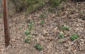 Dutchman's Breeches growing on a hill near the parkway.