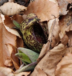 Earliest flower of 2014 - Skunk Cabbage