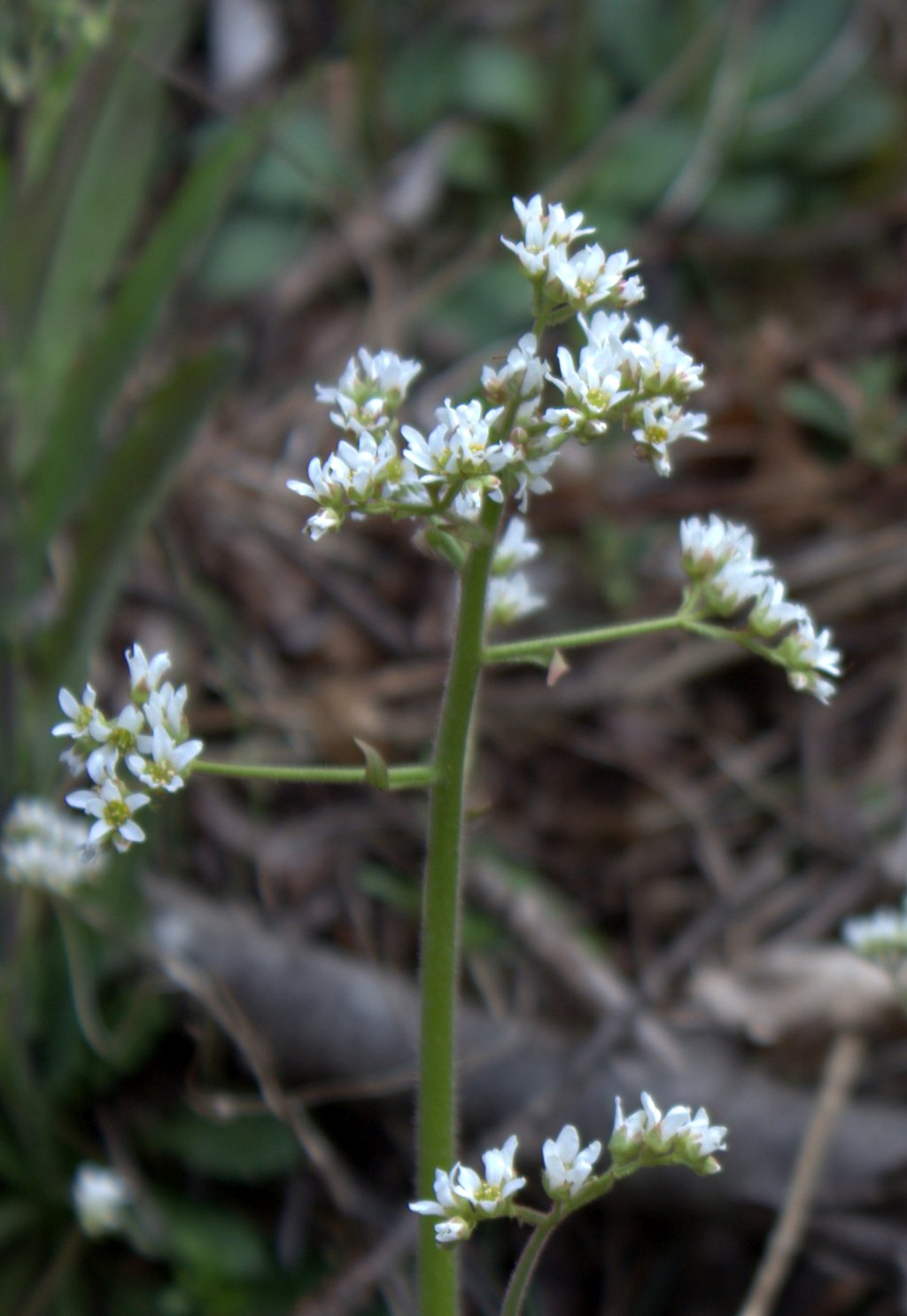 A central hairy stem ends in clusters of small white flowers.