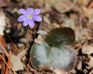 Hepatica blooming on 12 April 2014