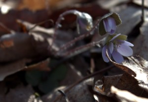 Hepatica in the Early Morning