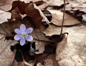 Hepatica comes up from under the leaf cover.