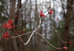 Stems of the maple tree look red.