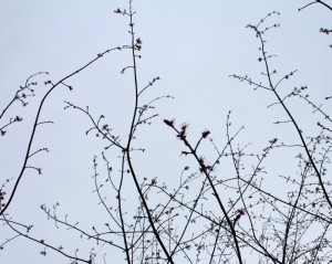 Looking up through the trees one can see the open flowers.