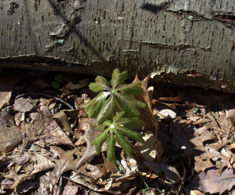 Mayapple leaves were already up throughout the forest.