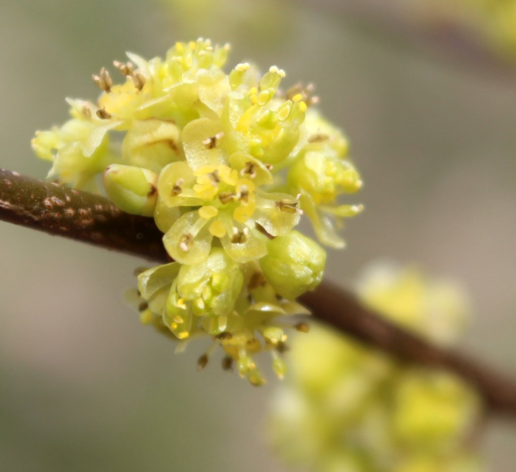 Closeup view of spicebush flower cluster.