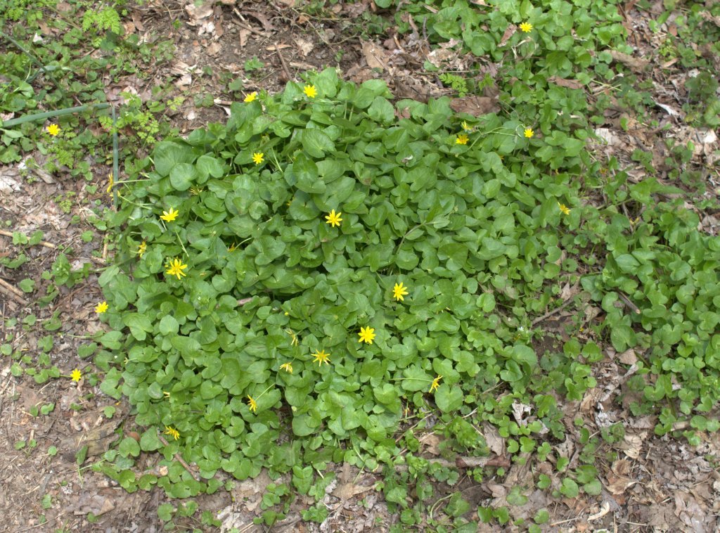  Buttercup-type flowers blooming at Shenk's Ferry next to the creek.