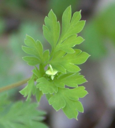 Curious X-shape to flower buds of Corydalis.