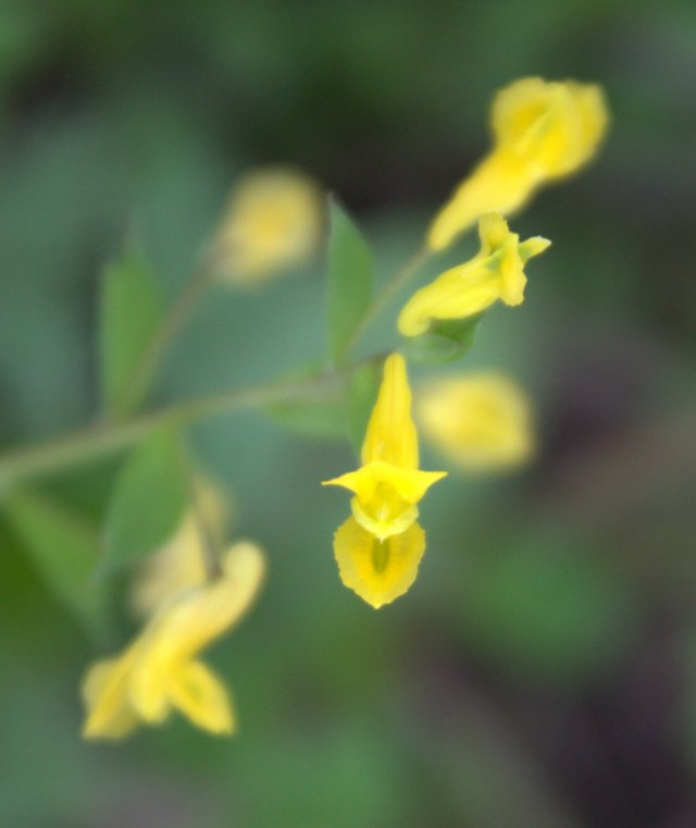 Close up view of Corydalis flowers