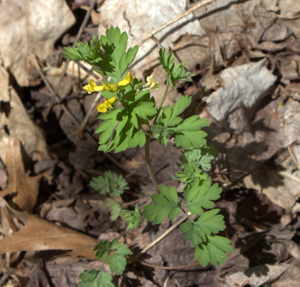 Highly divided leaves of Corydalis.