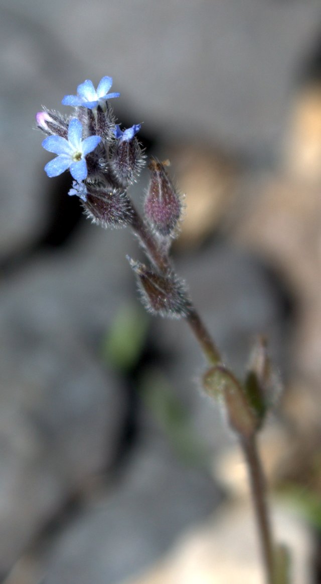 Pale blue blossoms of strict forget-me-not have yellow to white centers.