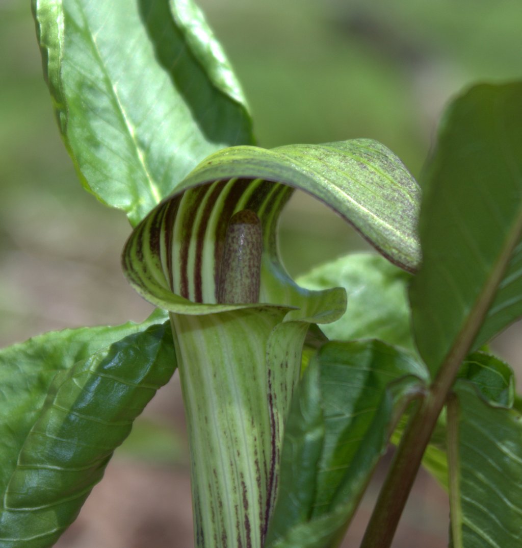 Close-up view of Jack-in-the-Pulpit's spadix inside the spathe.