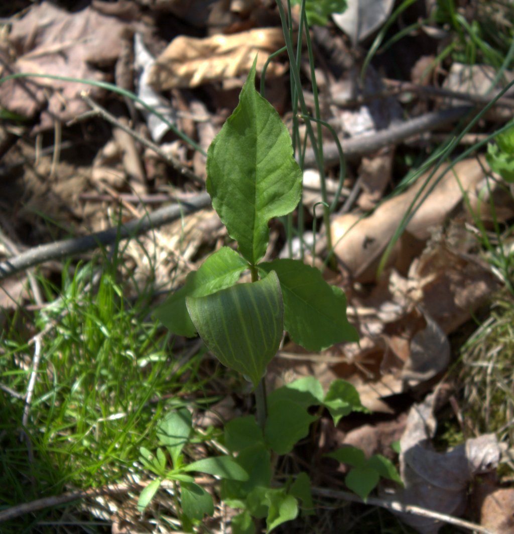 Looking down on Jack-in-the-Pulpit one sees the top of the folded over spathe and a tall leaf with three leaflets.