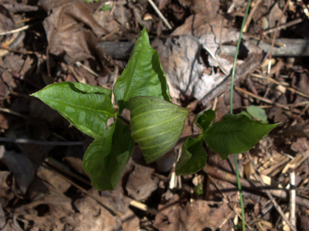 Looking down on a dark-striped Jack-in-the-Pulpit.