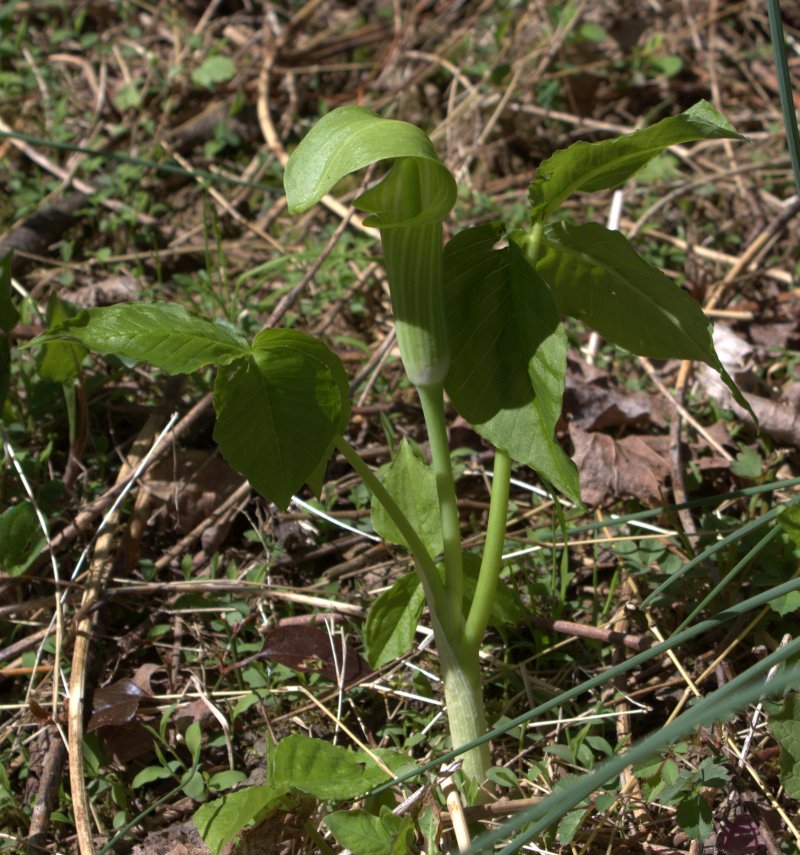 White striped and sheathed Jack-in-the-Pulpit.