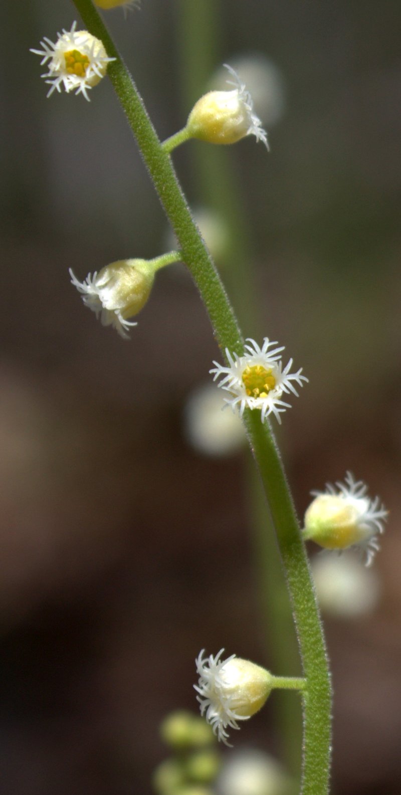 The fancy fringe on the edge of <em>Miterwort</em> flowers makes these little white and yellow flowers really stand out.
